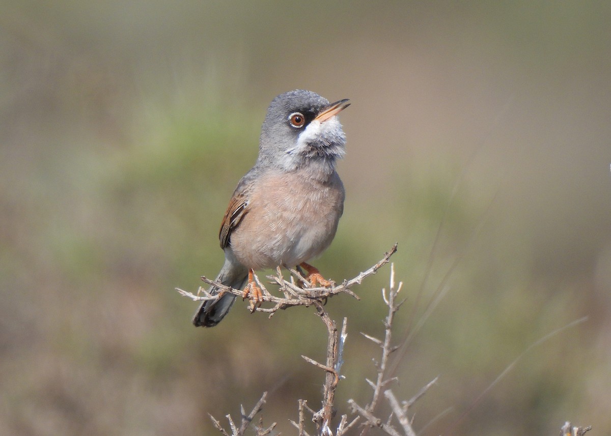 Spectacled Warbler - ML574295841