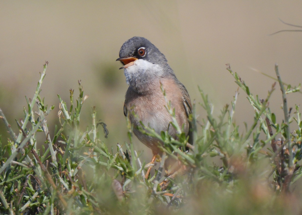 Spectacled Warbler - ML574295981