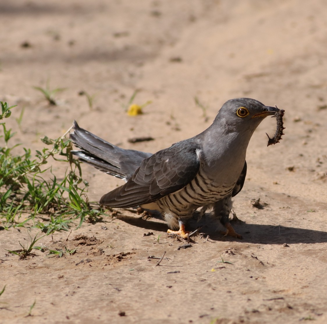 Madagascar Cuckoo - Dawie de Swardt