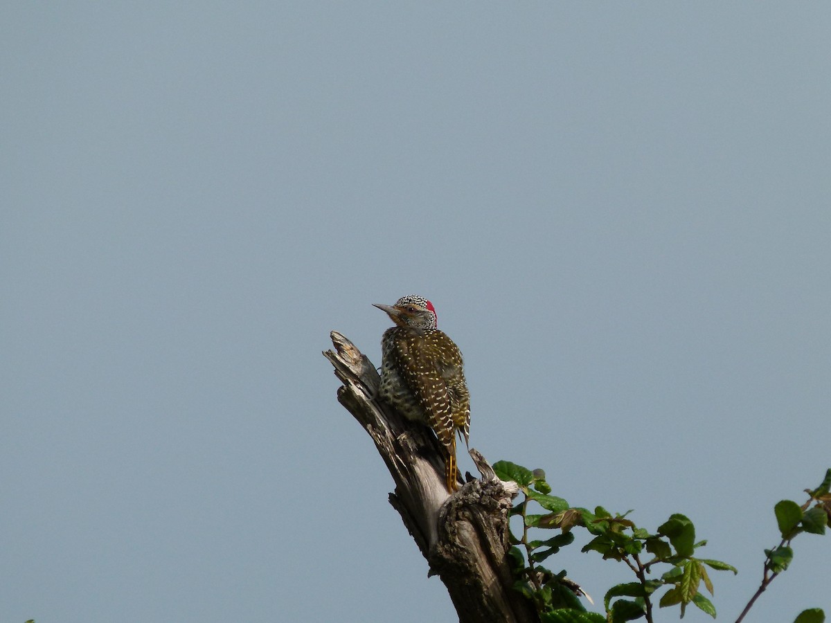 Nubian Woodpecker - ML57429711