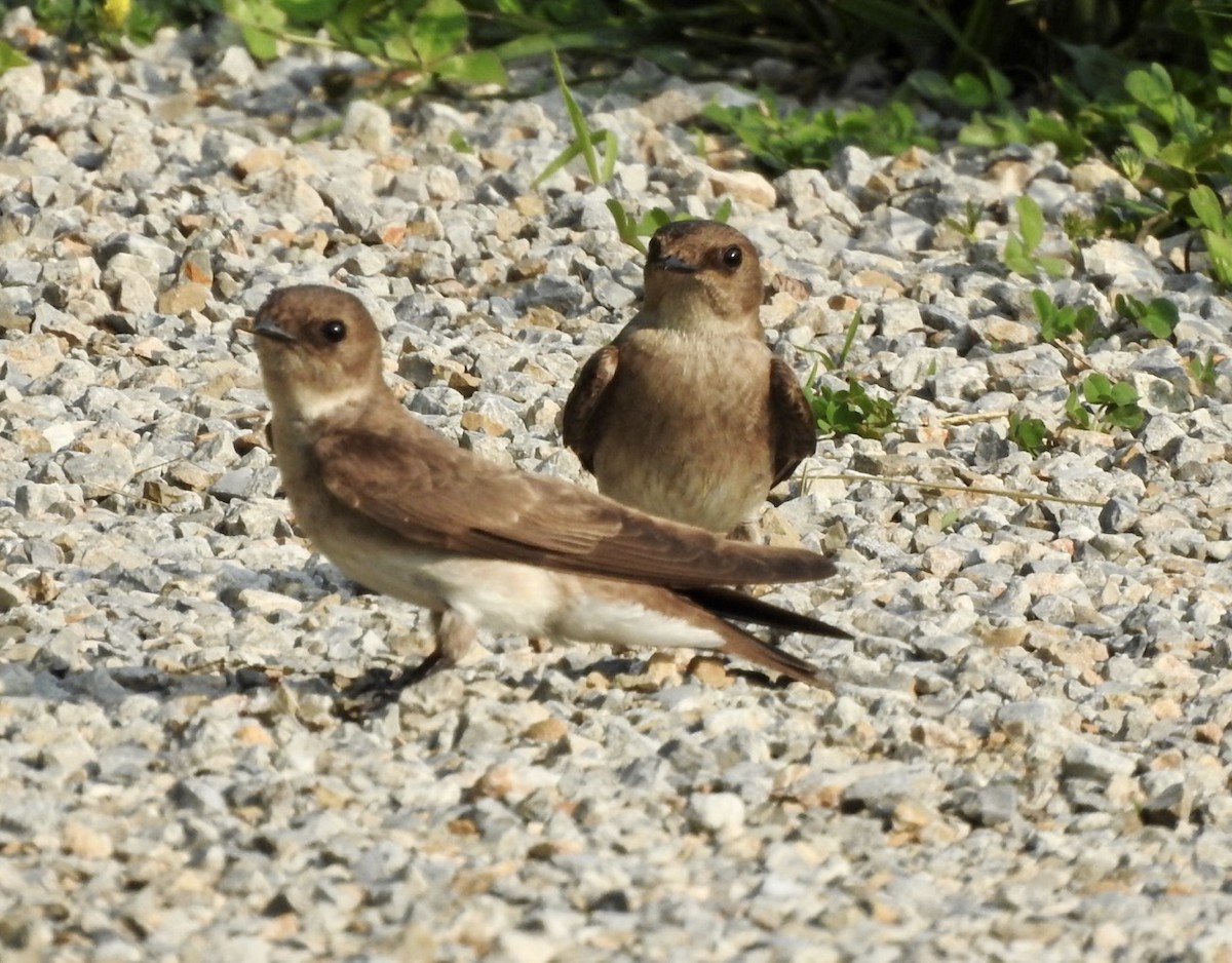 Northern Rough-winged Swallow - ML574299381