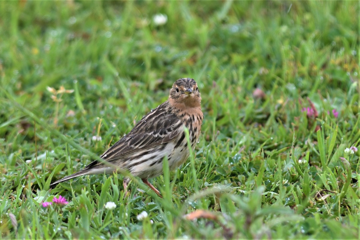 Red-throated Pipit - ML574299781