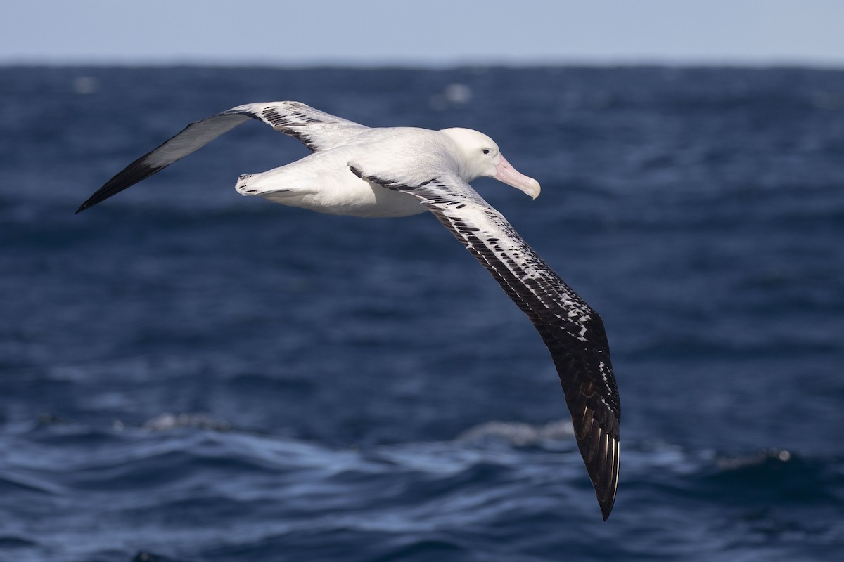 albatros stěhovavý (ssp. gibsoni) - ML574302561