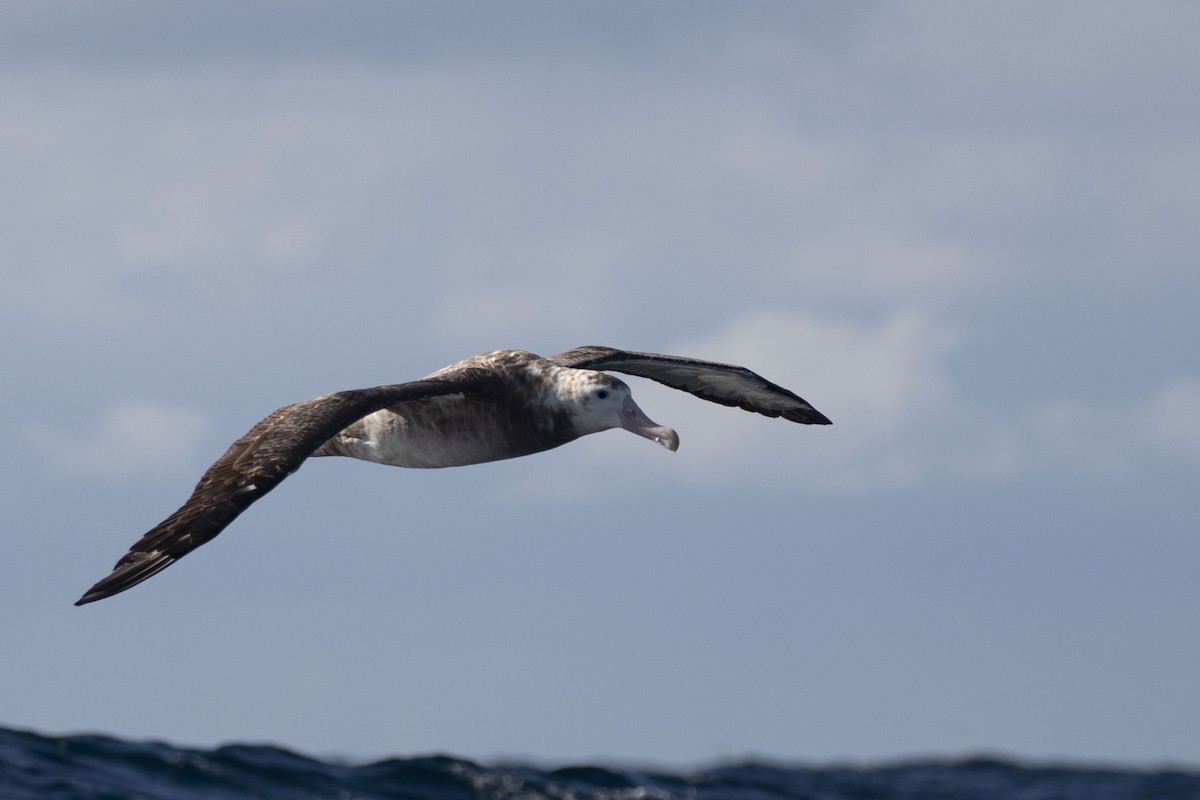 albatros stěhovavý (ssp. gibsoni) - ML574302571