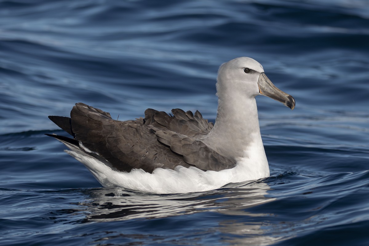 albatros snarský - ML574302691