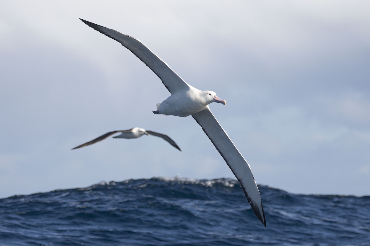 albatros královský (ssp. epomophora) - ML574302991