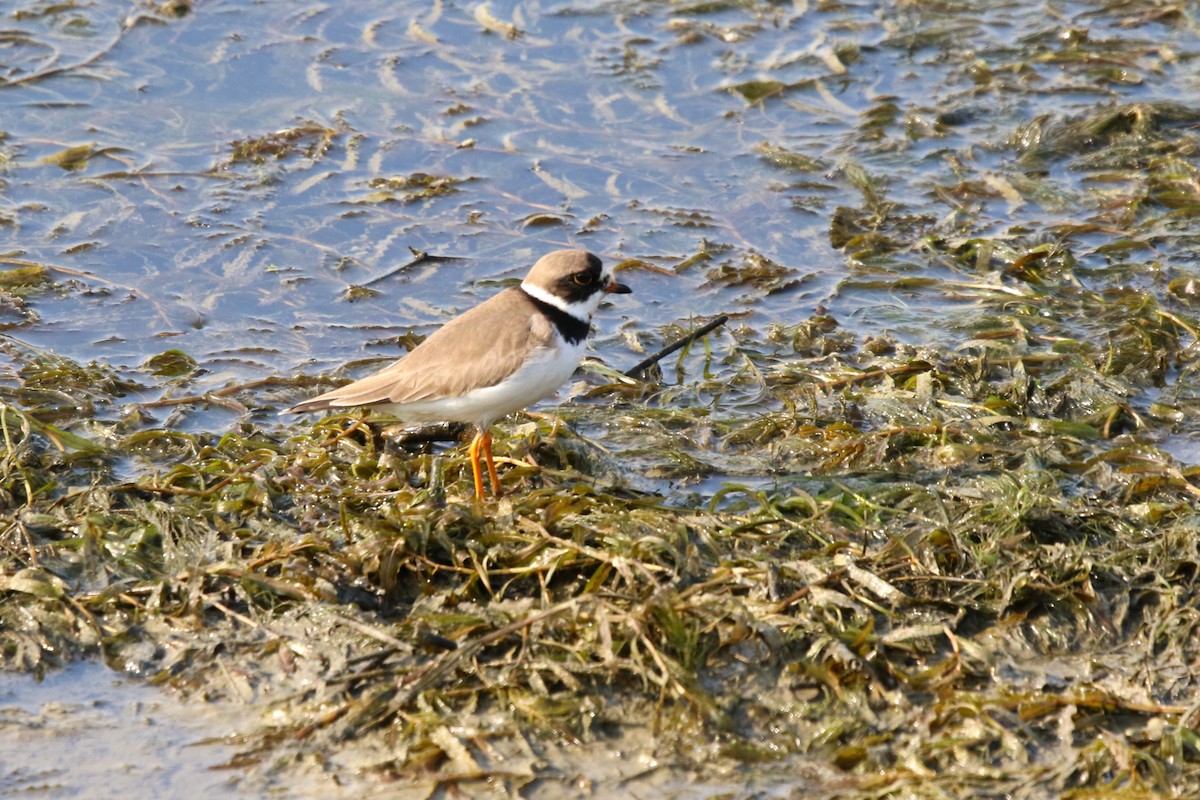Semipalmated Plover - ML574303621