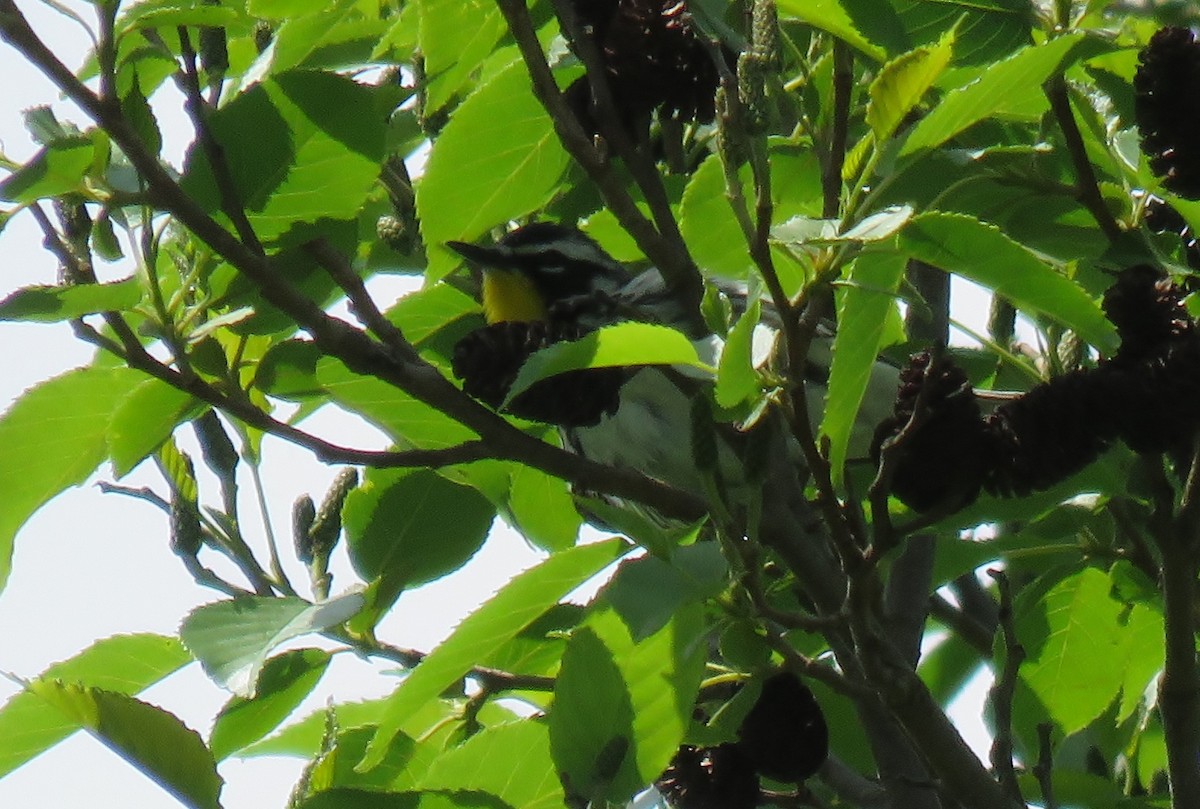 Yellow-throated Warbler - ML57430431