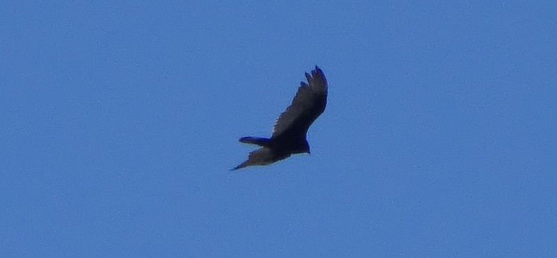 Turkey Vulture - ML57430511