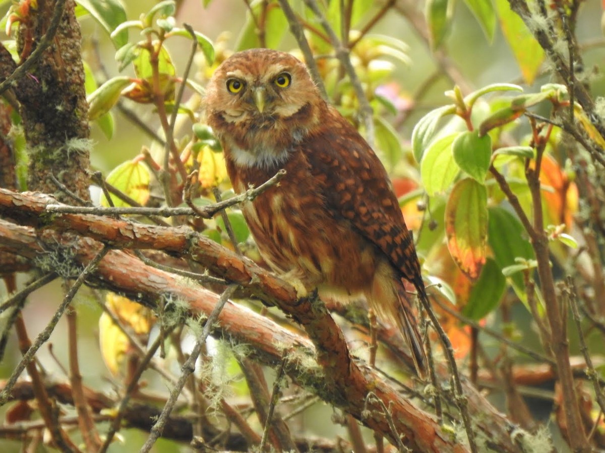 Andean Pygmy-Owl - ML574308641