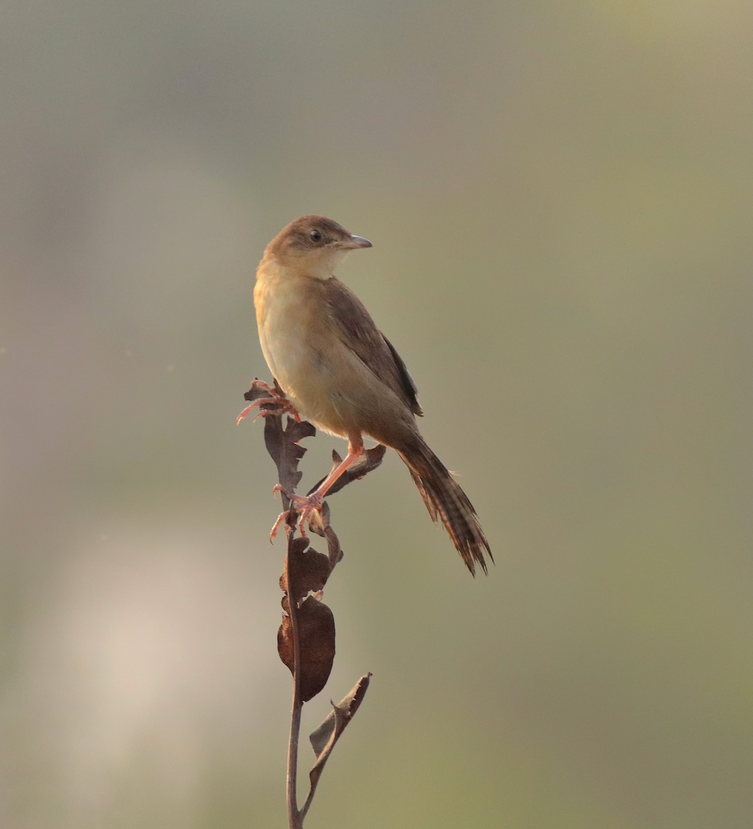 Broad-tailed Grassbird - ML574309691