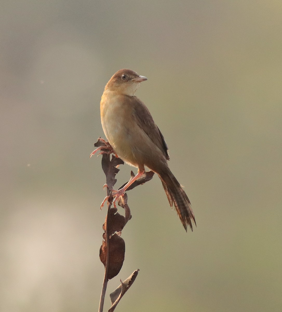 Broad-tailed Grassbird - Afsar Nayakkan