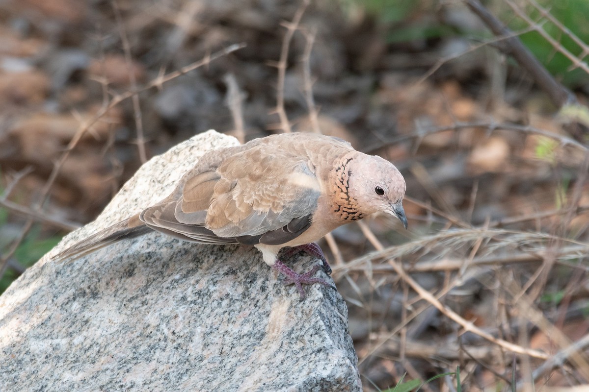Laughing Dove - ML574312941
