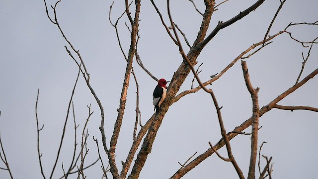 Red-headed Woodpecker - ML574314771