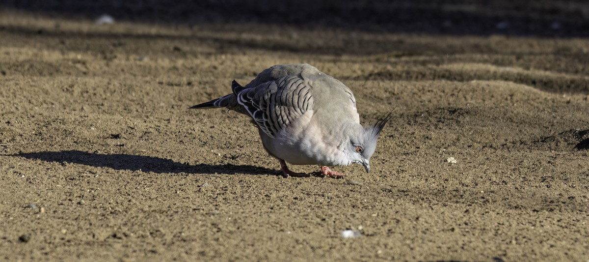 Crested Pigeon - ML574317331