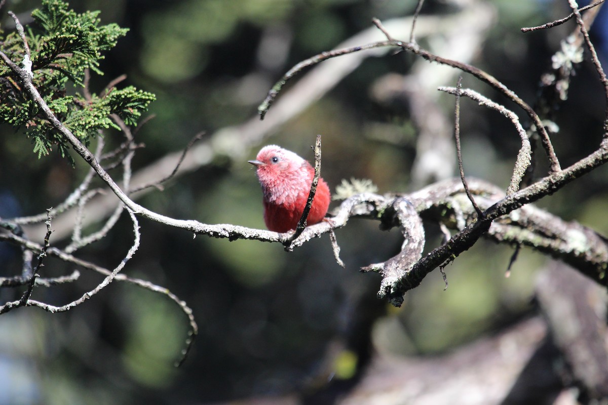 Pink-headed Warbler - Paul van Els