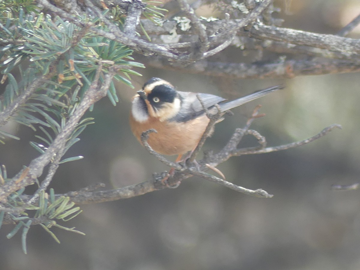Black-browed Tit (Rufous-fronted) - ML574325051