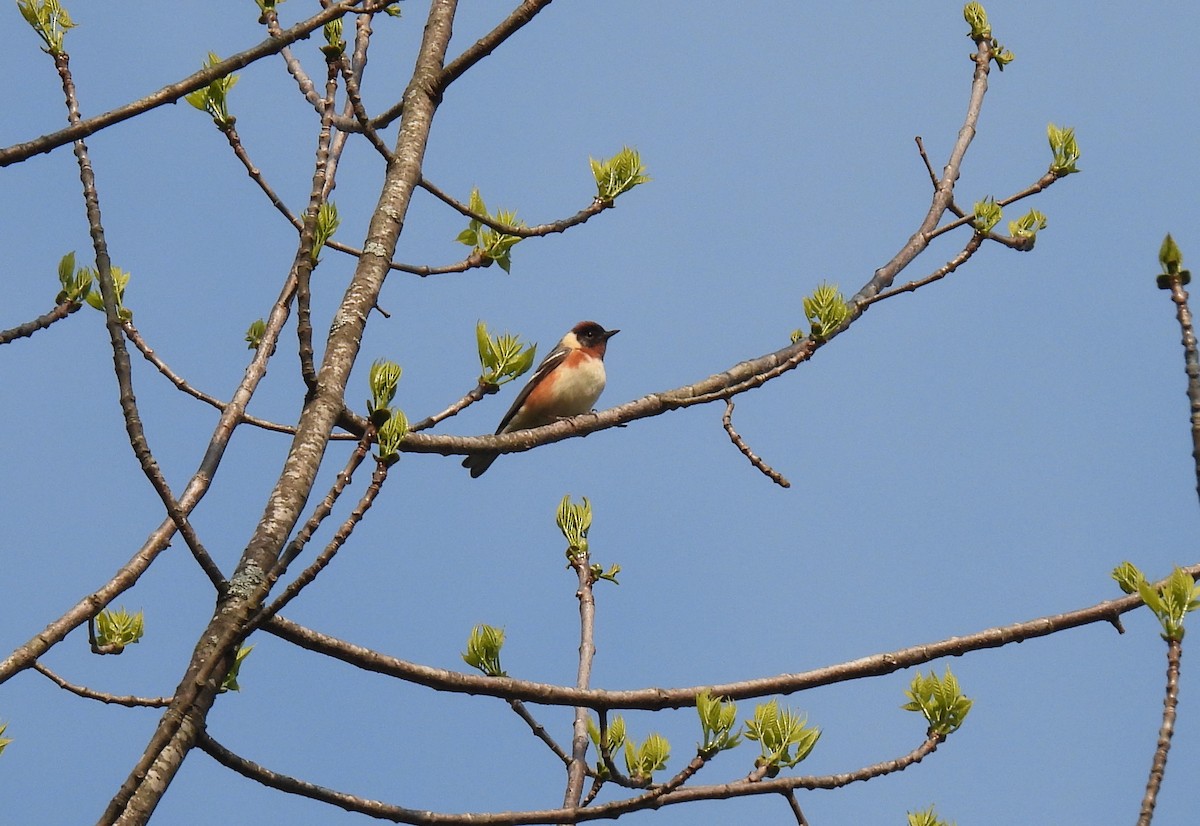 Bay-breasted Warbler - ML574327101
