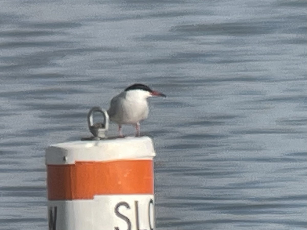 Common Tern - ML574327391