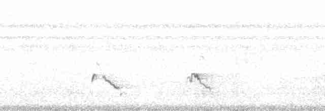 ヒゴシツリスドリ（microrhynchus） - ML57433