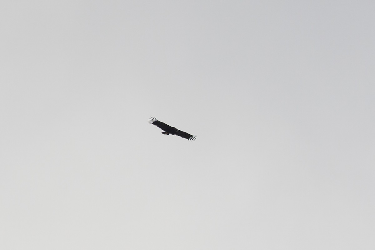 Cinereous Vulture - ML574331181
