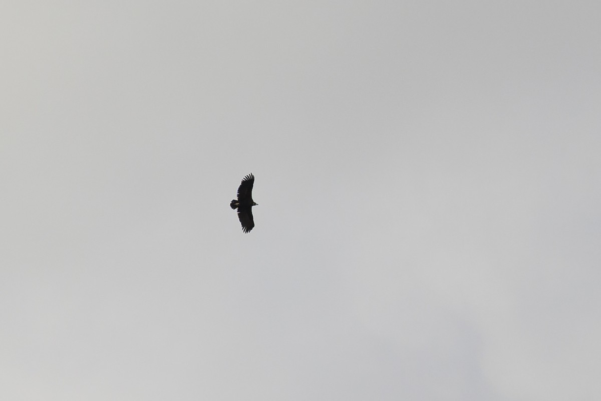 Cinereous Vulture - ML574331201