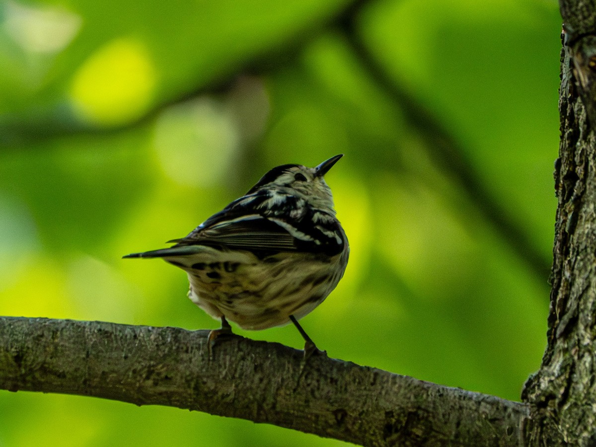 Black-and-white Warbler - Gerald McGee