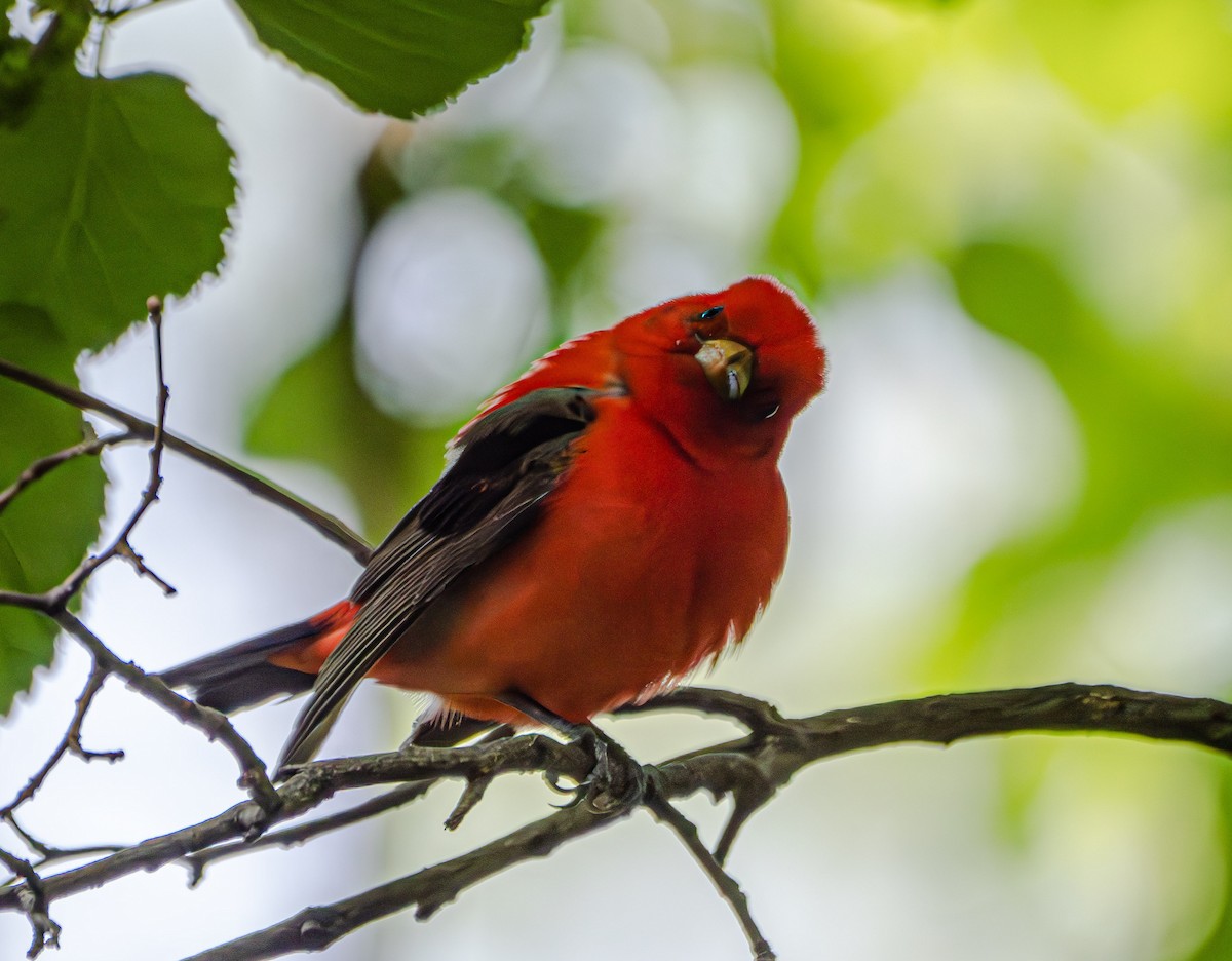 Scarlet Tanager - Gerald McGee