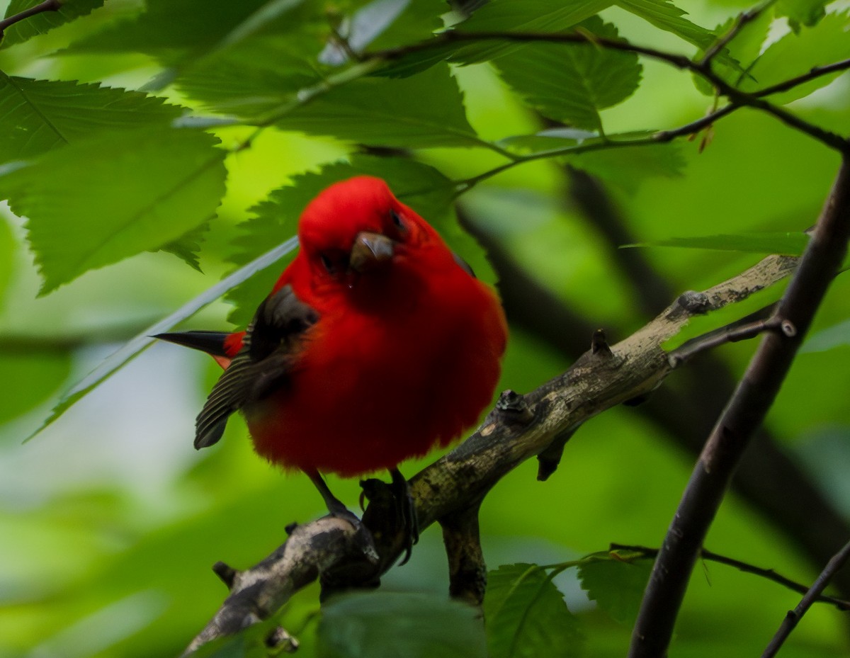 Scarlet Tanager - ML574333681