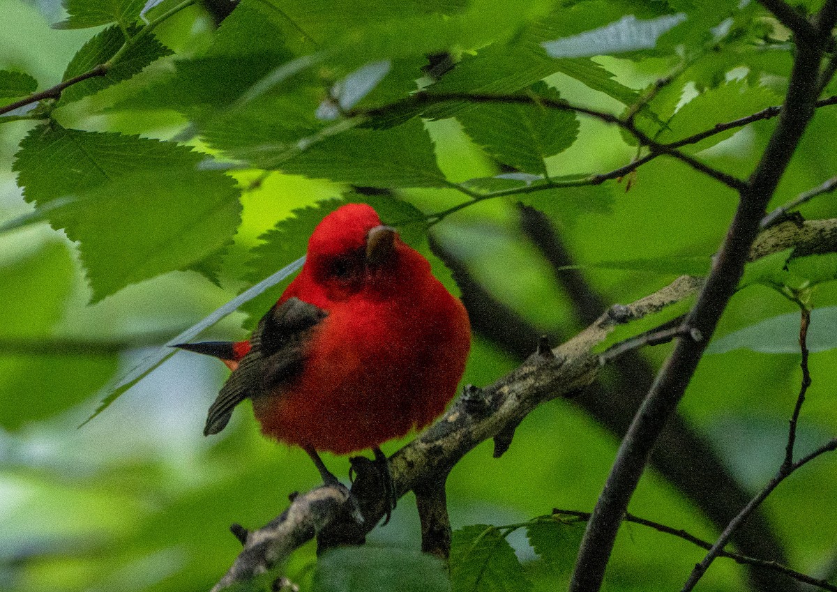 Scarlet Tanager - ML574333691