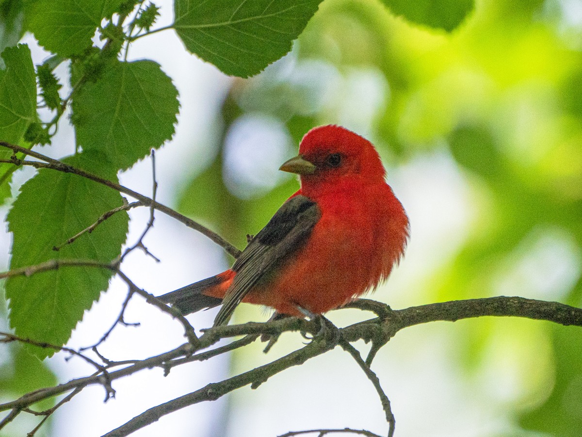 Scarlet Tanager - Gerald McGee