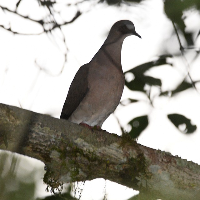 Gray-fronted Dove - ML574341761