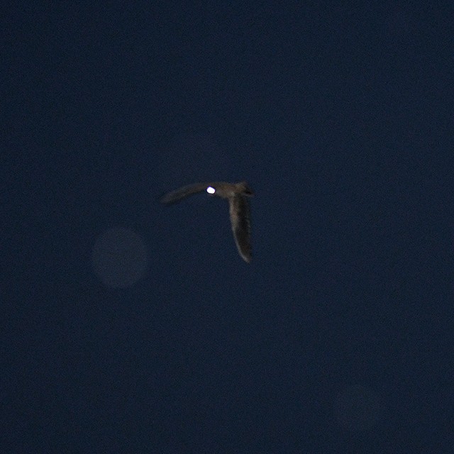 Short-tailed Nighthawk - Andrés Cecconi