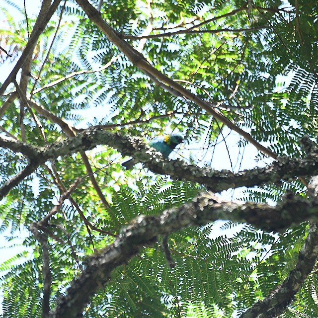 Green-headed Tanager - ML574342501