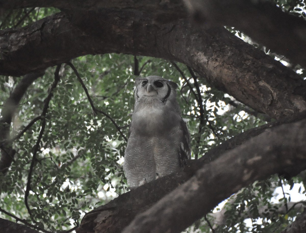 Verreaux's Eagle-Owl - ML574344981