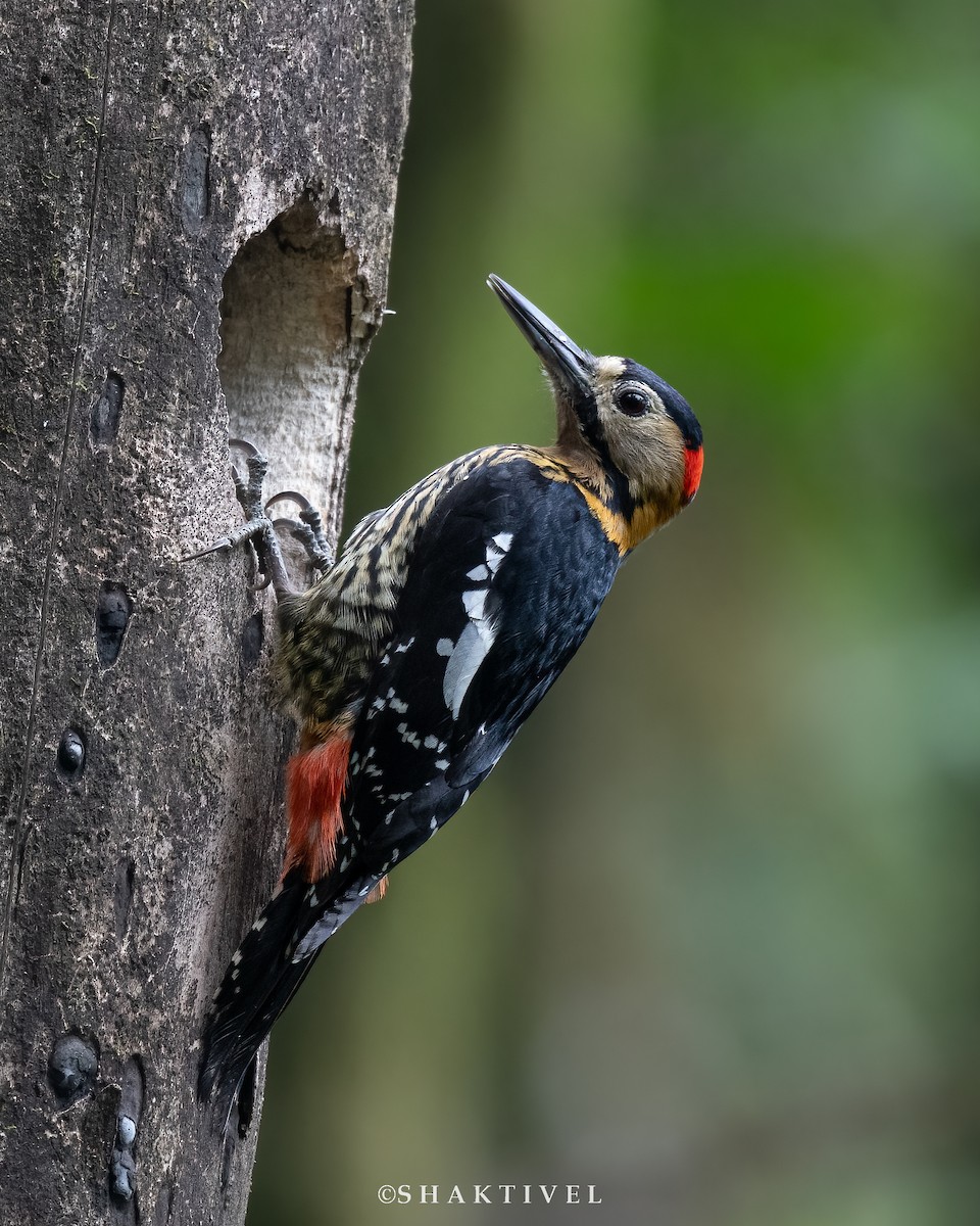 Darjeeling Woodpecker - ML574345671