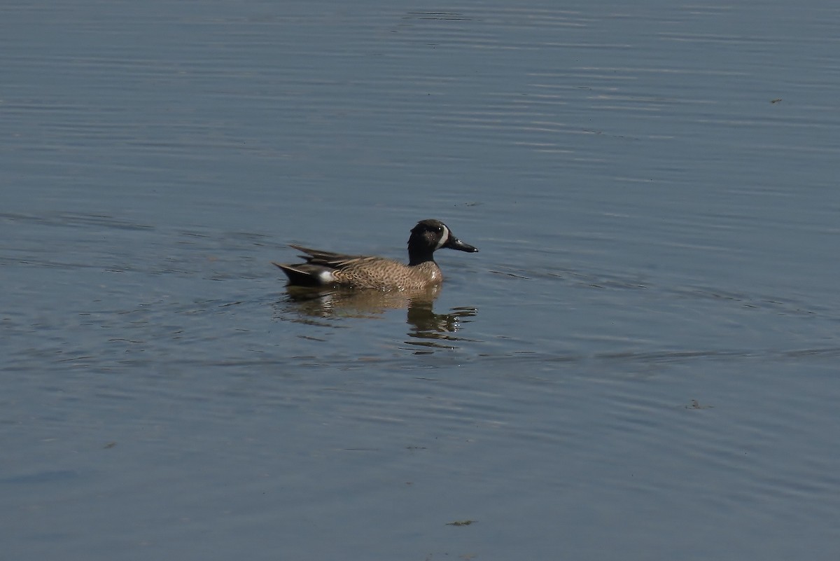 Blue-winged Teal - ML574346051