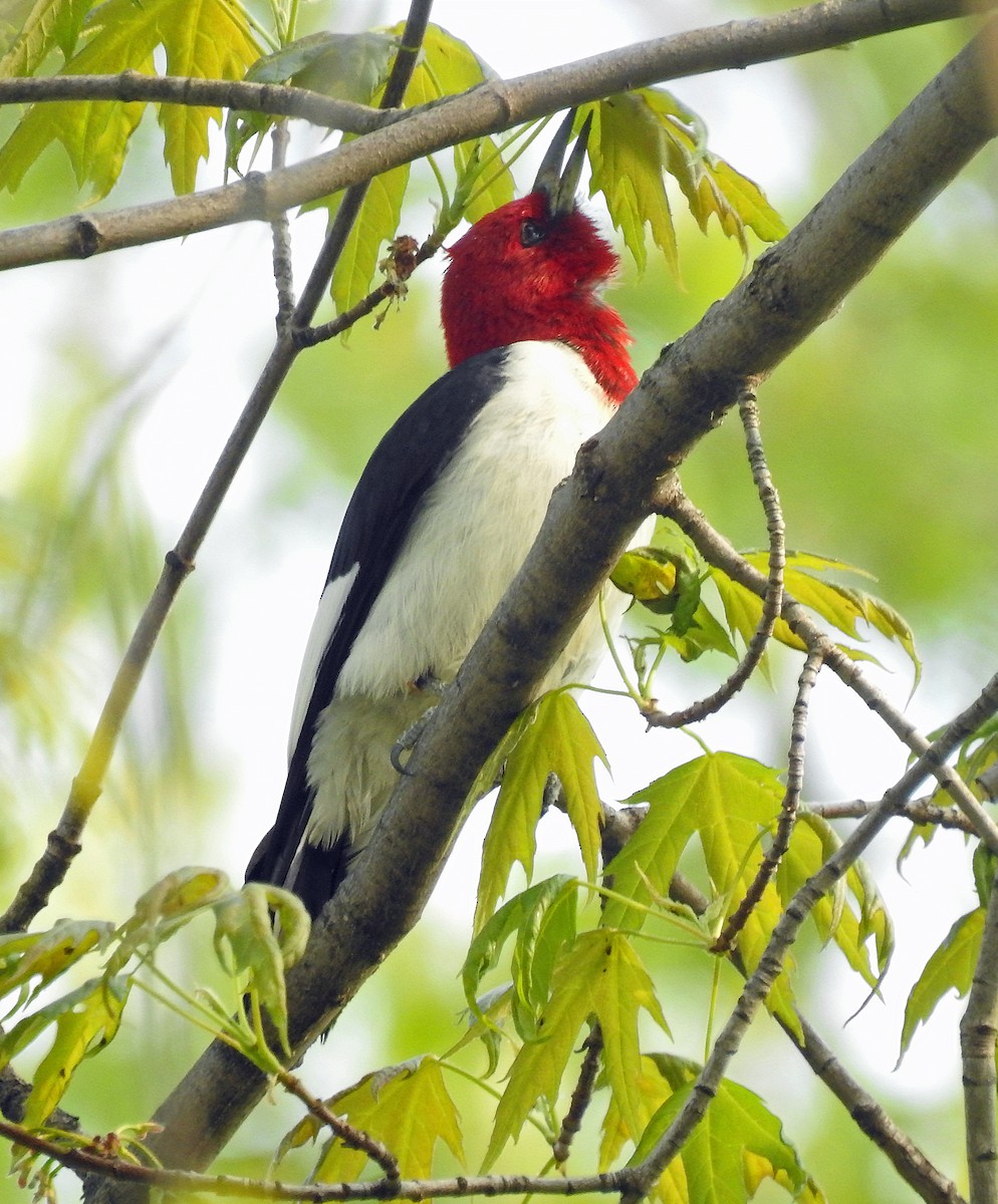 Red-headed Woodpecker - ML574346451