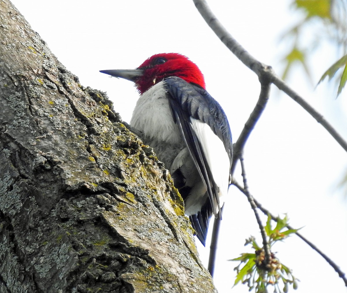 Red-headed Woodpecker - ML574346491