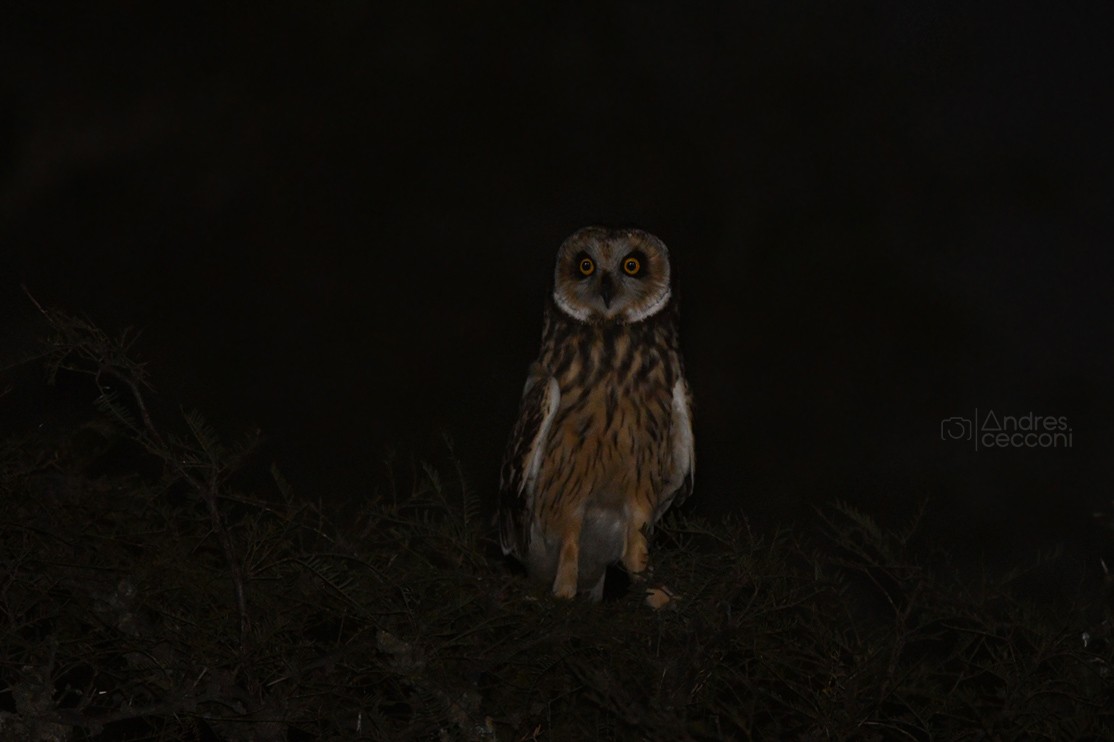Short-eared Owl - Andrés Cecconi
