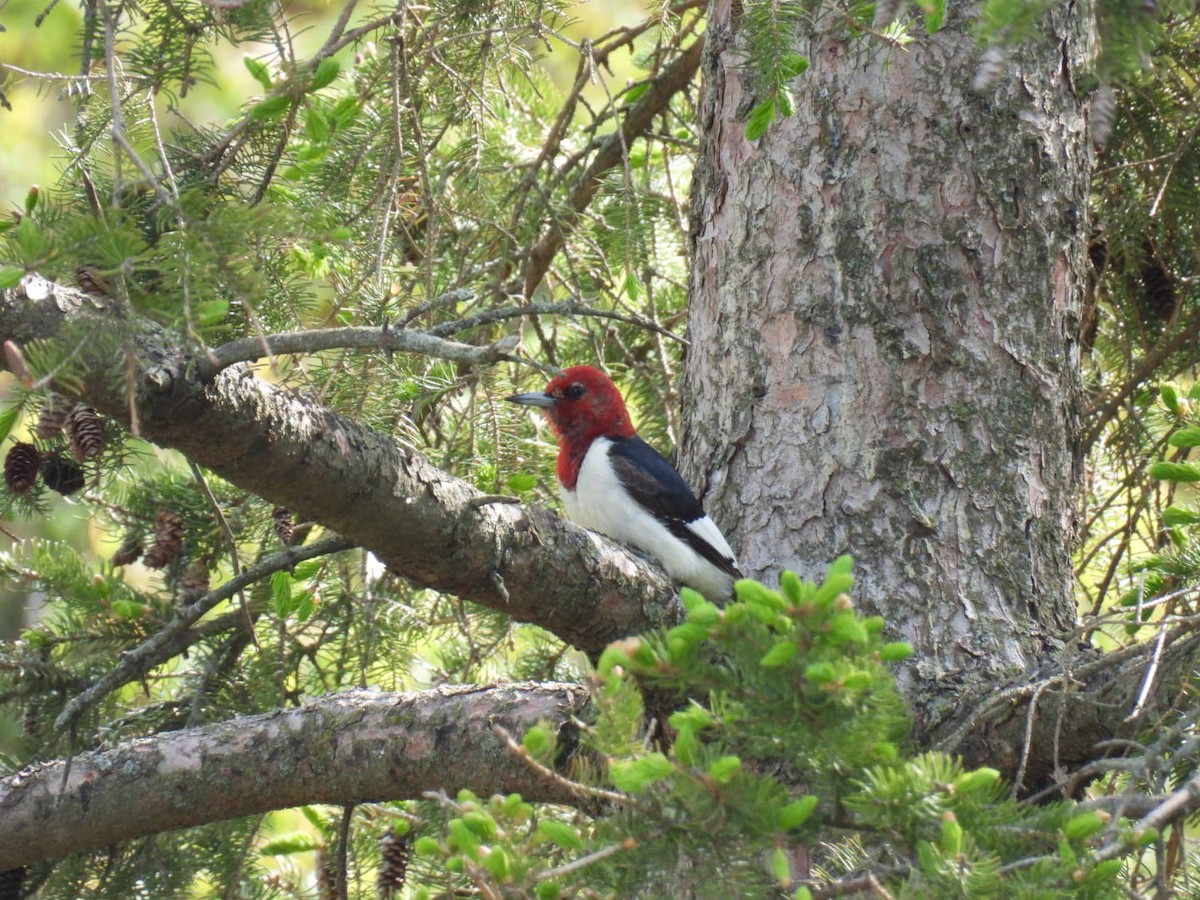 Red-headed Woodpecker - ML574349201