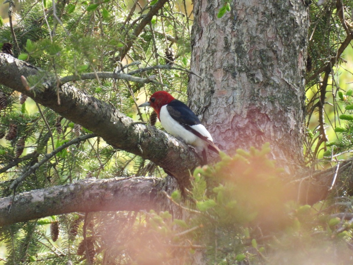 Red-headed Woodpecker - ML574349211