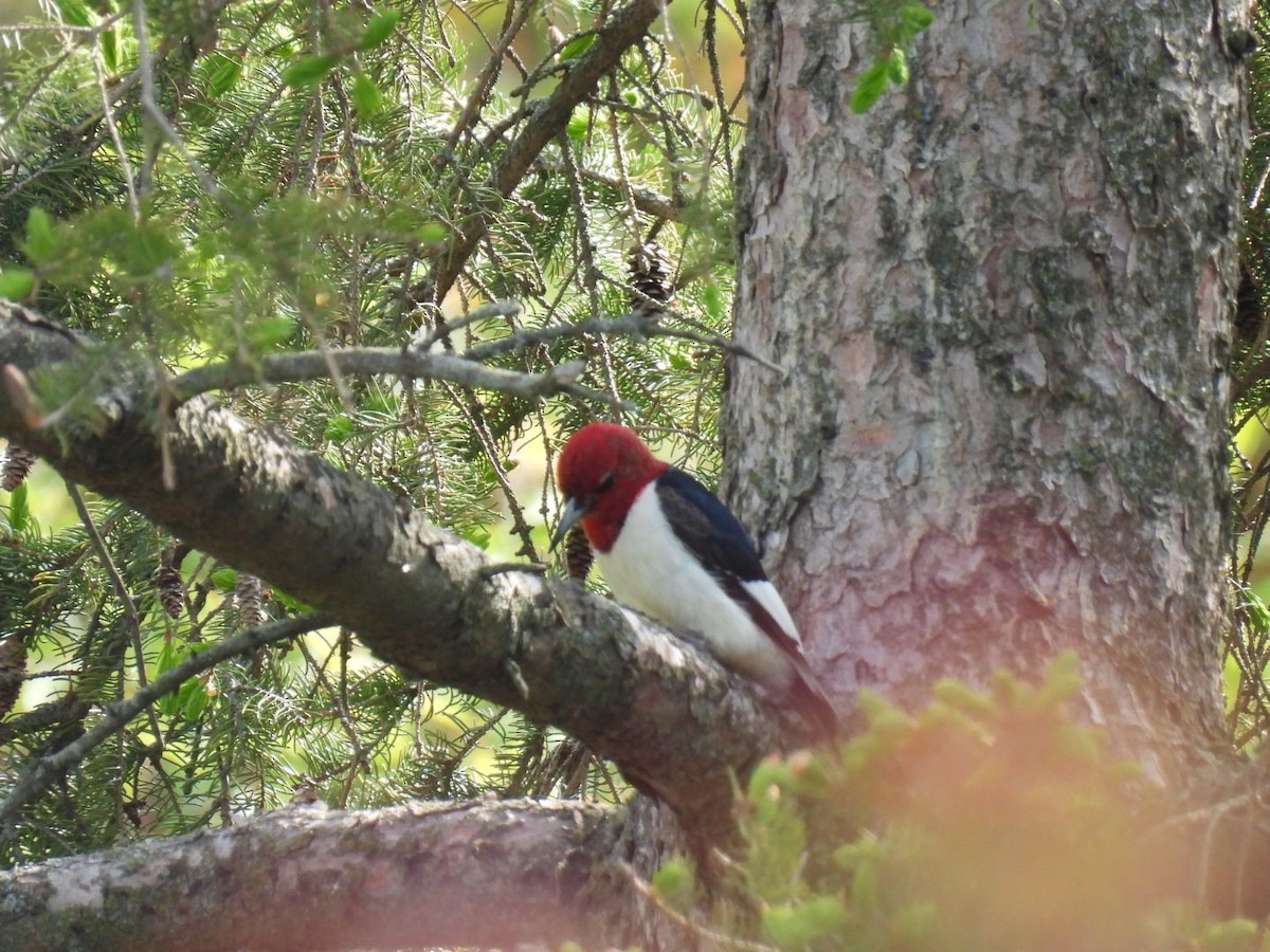 Red-headed Woodpecker - ML574349221