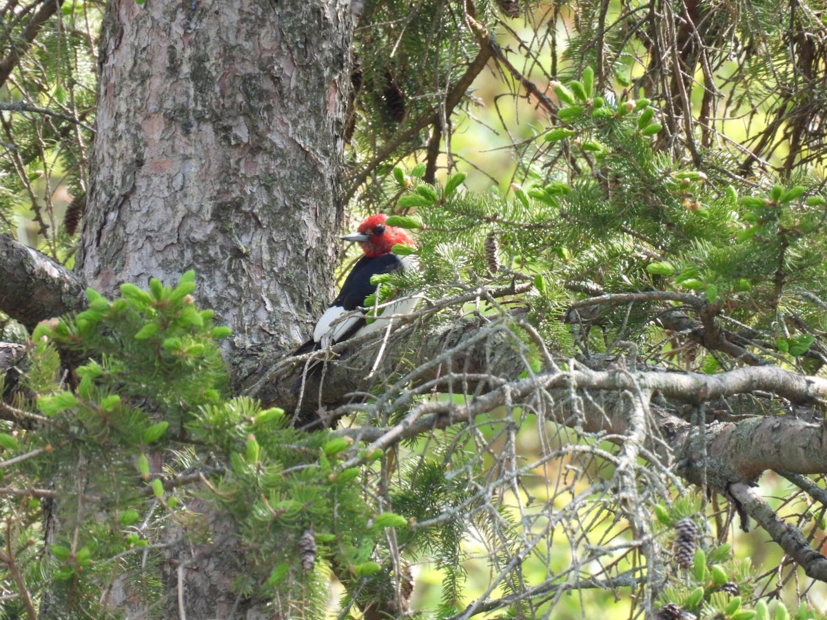 Red-headed Woodpecker - ML574349231