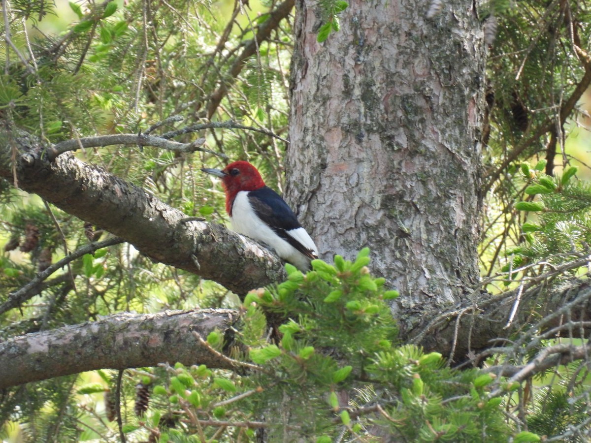Red-headed Woodpecker - ML574349241