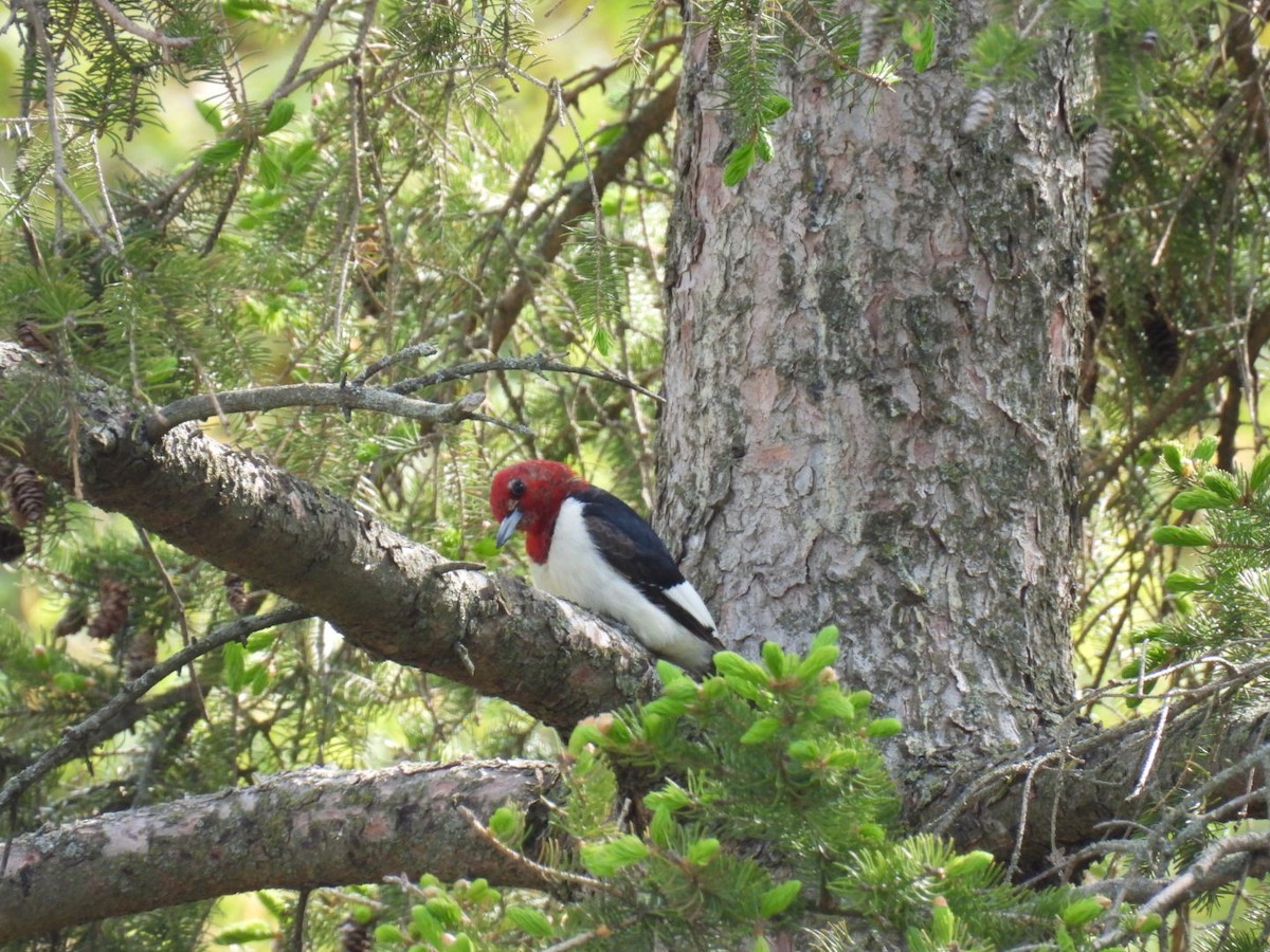 Red-headed Woodpecker - ML574349251