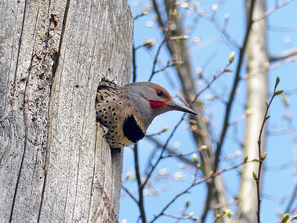 Northern Flicker (Yellow-shafted x Red-shafted) - Paul Prappas