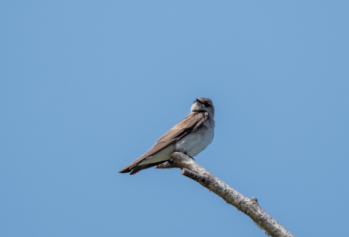 Northern Rough-winged Swallow - Frank Guenther