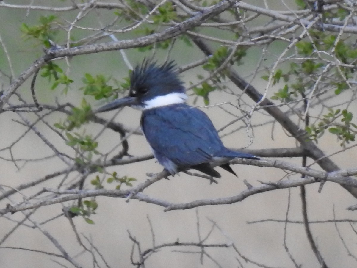 Belted Kingfisher - ML57435961