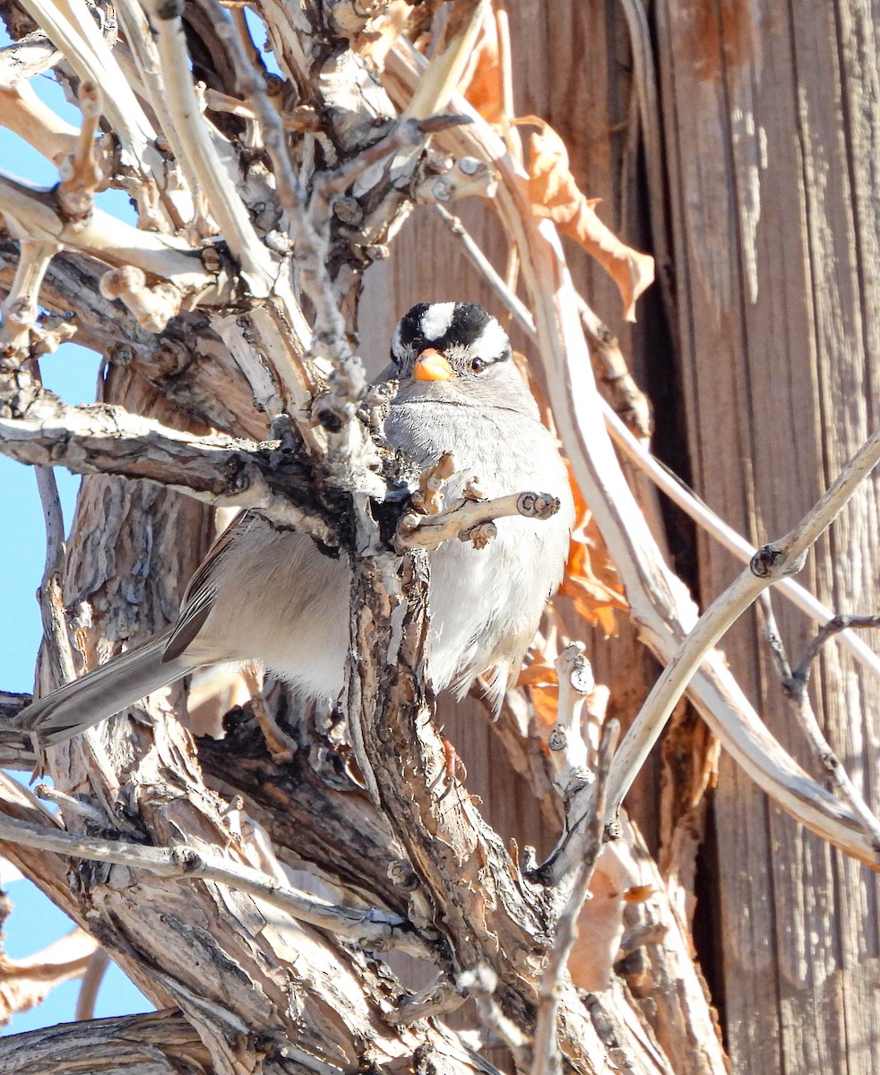 White-crowned Sparrow - ML574359891